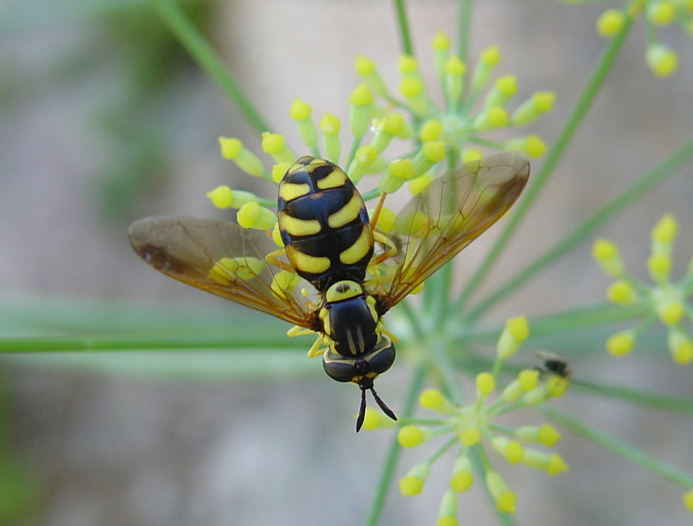 Chrysotoxum intermedium